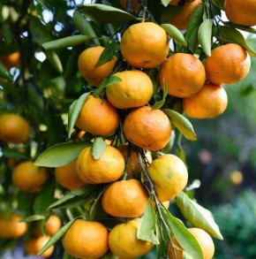 � ����� ������ ����� �� ����������: ������ ���������� ������ �������