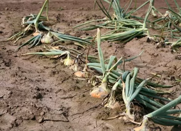 Почему лук желтеет и что с этим делать?