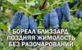 Жимолость Бореал Близзард: как вырастить плодовитого гиганта в своем саду