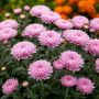 Как вырастить корейские хризантемы: секреты ухода и выбора сортов