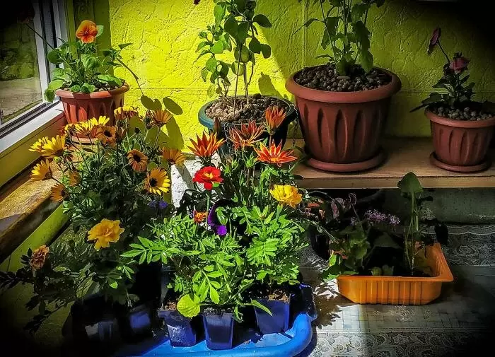 Ливистона: как создать тропический рай в вашем доме