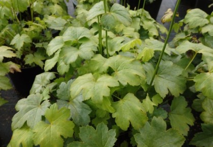 ��������: ������� ����� �� ����� �� ����� ��������� �������� � ����