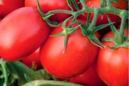 Новый сорт помидоров «Марина»: идеальный выбор для современных огородников