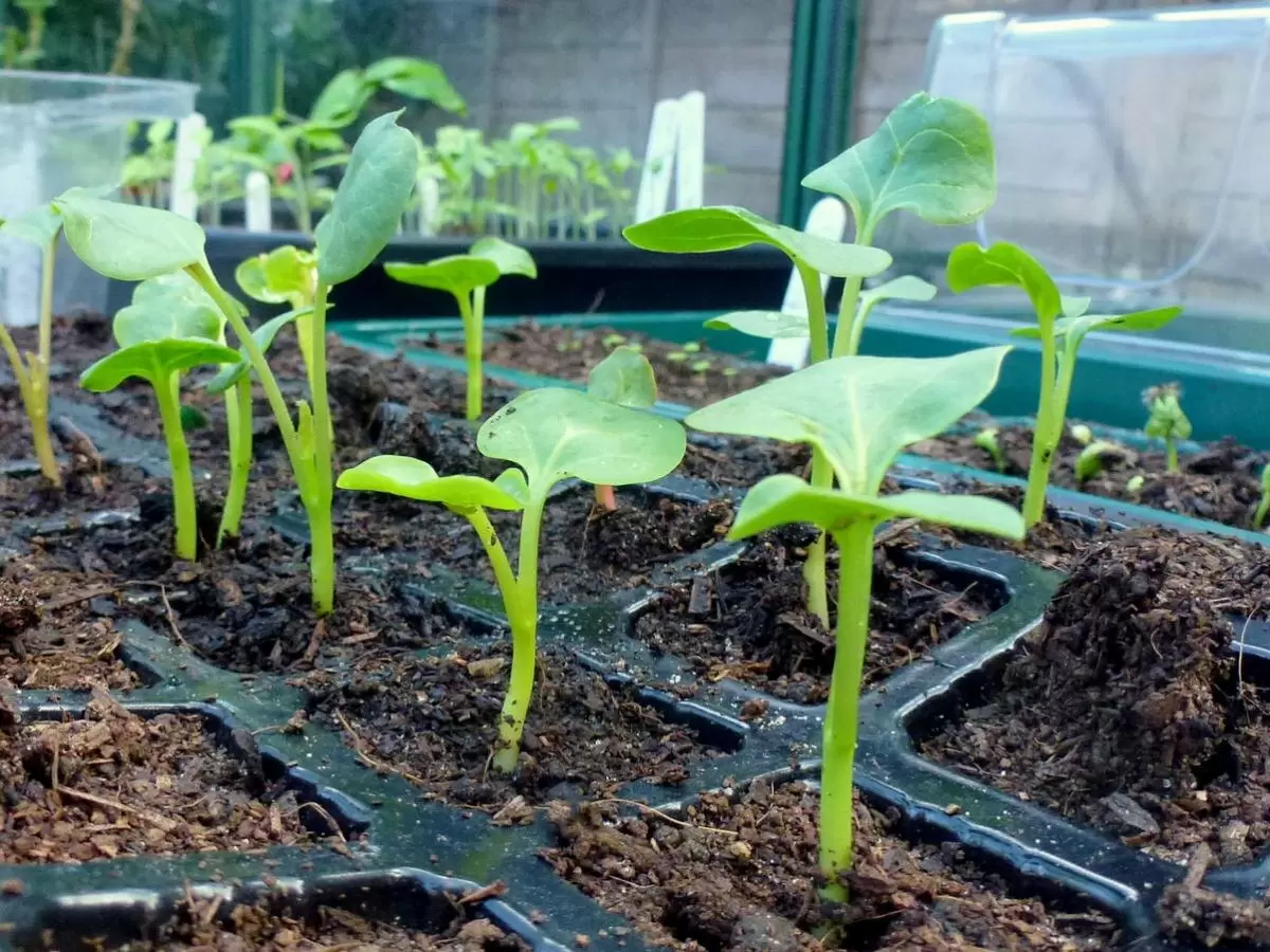 Янтарная кислота: как она помогает вашим растениям расти быстрее и крепче