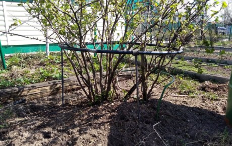 Как правильно обрезать смородину: важные отличия между черной и красной