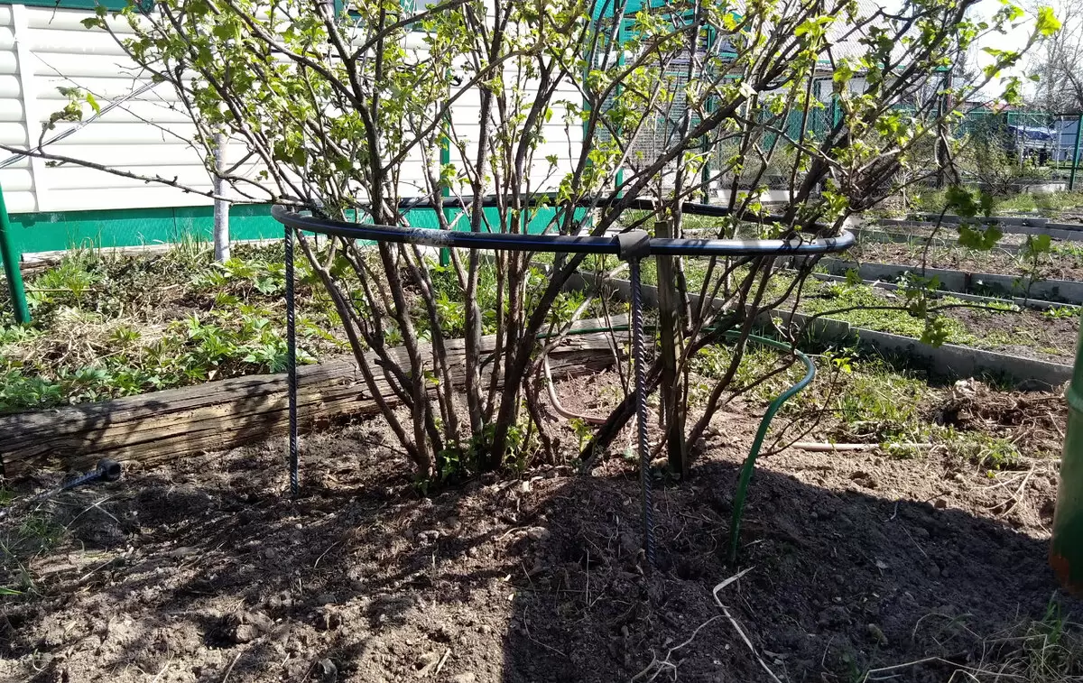 Как правильно обрезать смородину: важные отличия между черной и красной