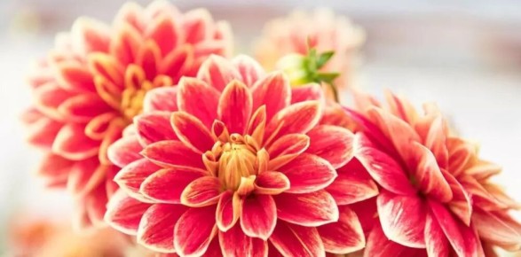 Как вырастить георгину из семян: ваш личный гид