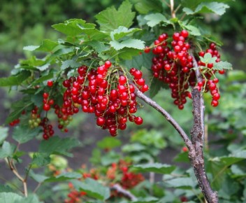 Помощь кустам смородины: причины преждевременного созревания ягод