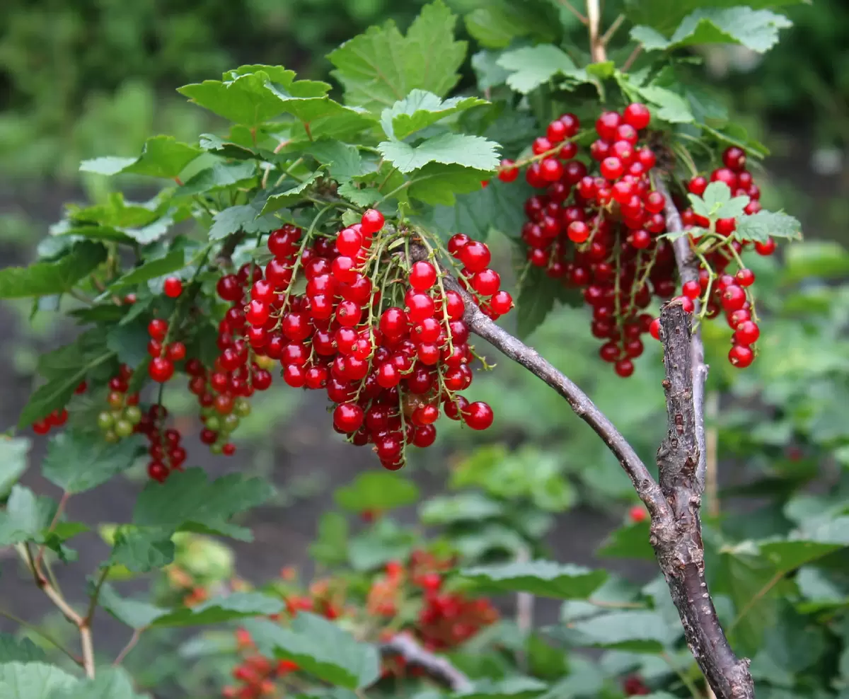 Помощь кустам смородины: причины преждевременного созревания ягод