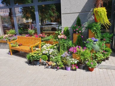 Цветы, которые можно сеять сразу в грунт: Дождите весну без рассады