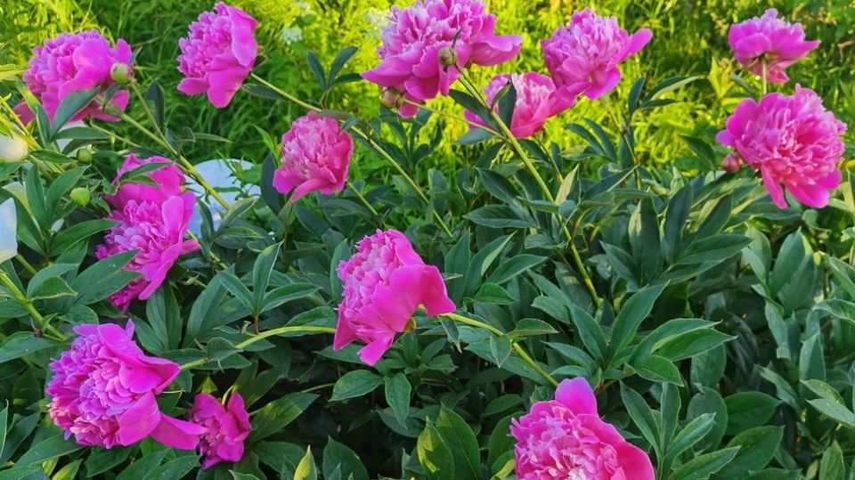 ��� ��������� ����������� �����: ������� �� �������� ��������