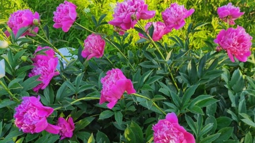 ��� ��������� ����������� �����: ������� �� �������� ��������