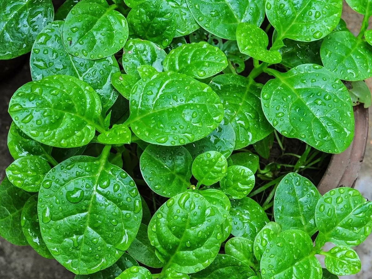 Губочный метод: как азиатские фермеры получают свежую зелень всего за три дня