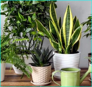 ��������� ��������: ��� ������ ����� ����������� ��� ��� � �������� ����������