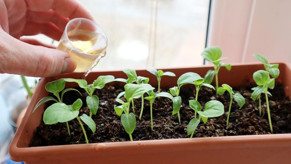 ��� �������� �������� ������� ����������: ������� �������� �������