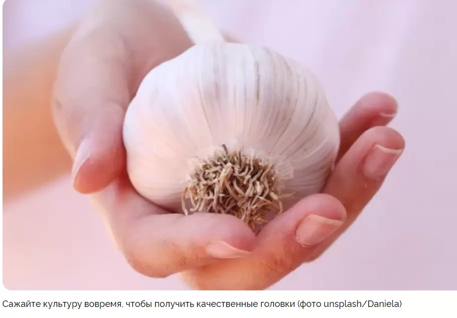 Оптимальные сроки для посадки озимого чеснока