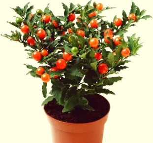 Паслен на подоконнике: красота и осторожность в вашем доме