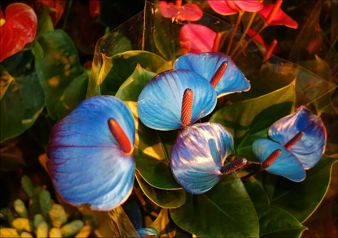 Синий антуриум: миф или реальность?