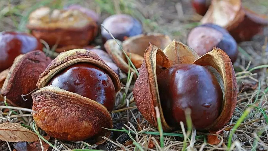Каштаны: осенний деликатес, который стоит попробовать