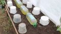 Как пять бутылок с водой спасают томаты от ночных морозов