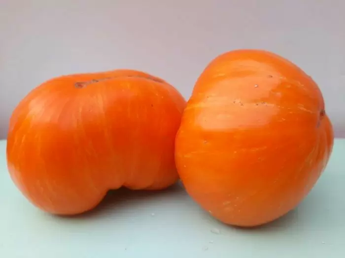 Томат Огненный поцелуй: яркий штрих для салатов и заготовок