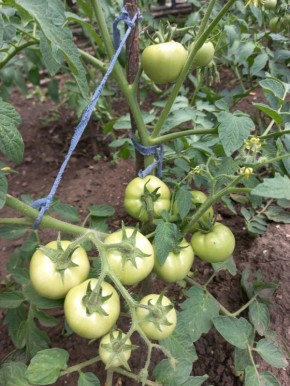 ��� ���������� � ������ ������� � ��������� ������ �� �������: ������ ��� ���������