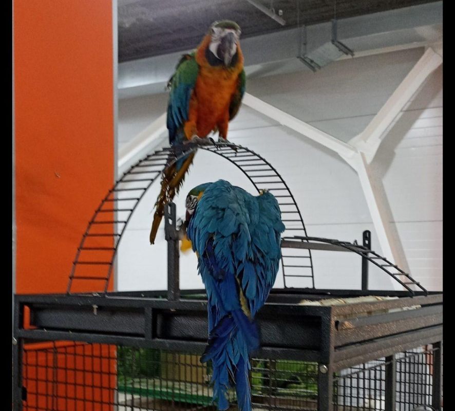 ���������������� ������ ��������� ��� ���������� �������� � �������� ������� � ����� �� �������� ������� ������-���