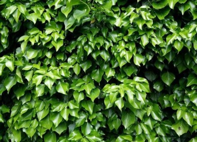 ��� ��������� ������������ ����: ������� ��������� �����������