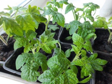 ����� ����� ������ ������ �� �������: ������� ��������� �����