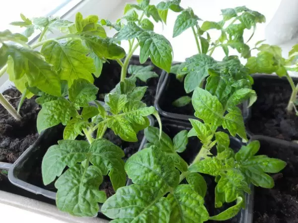 Когда важно сажать томаты на рассаду: секреты успешного роста