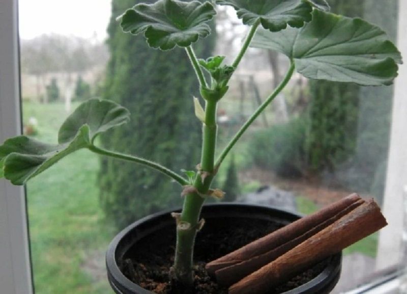 ������ ��� ���������: ���������� �������� ��� ����� ��������