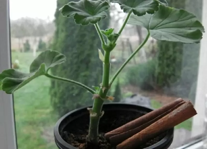 Корица как натуропат: уникальные свойства для ваших растений