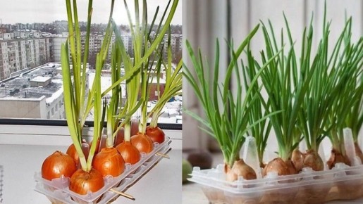 ��� ��������� ��������� ��� �� �����������