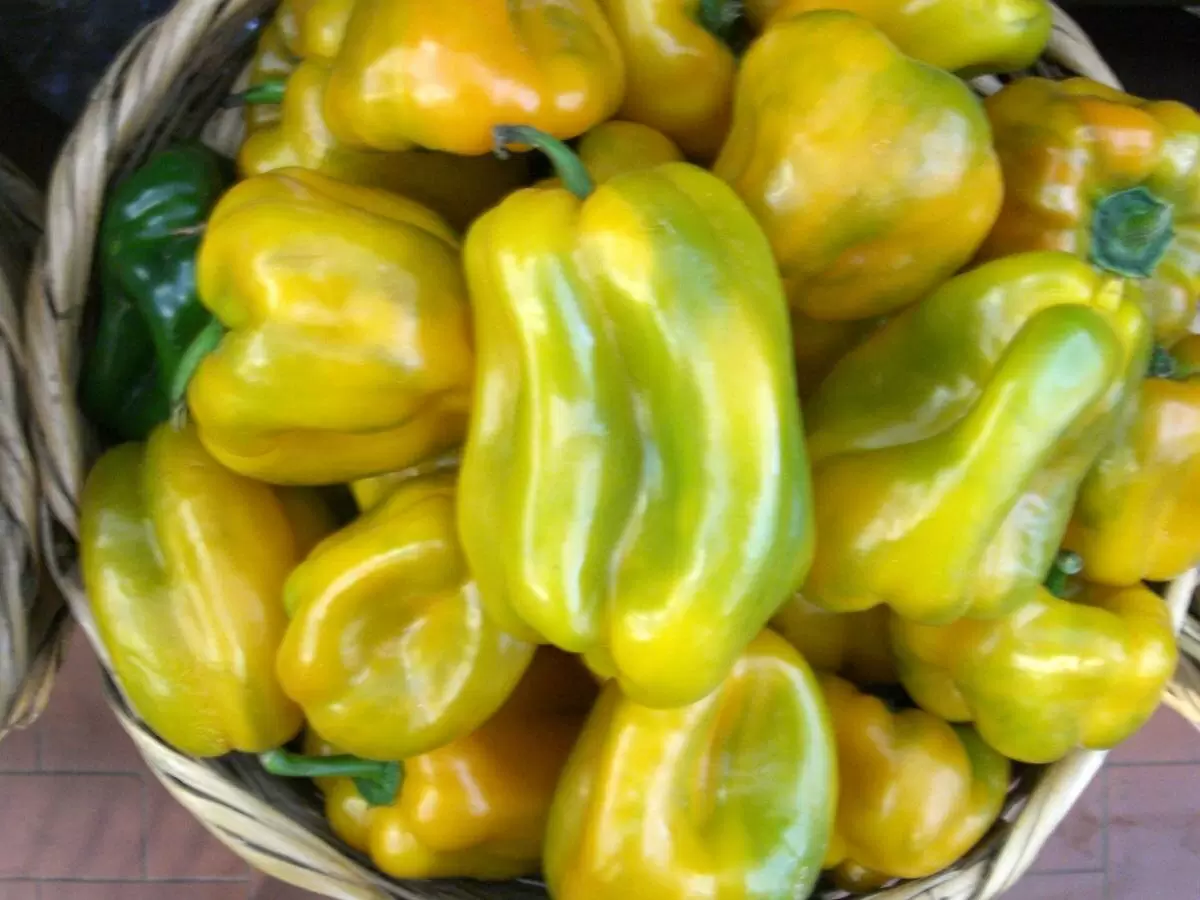 Как избежать гибели рассады: главные причины и простые решения