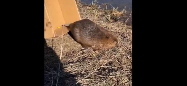 В Марий Эл на территорию Йошкар-Олинского аэропорта забрался бобр