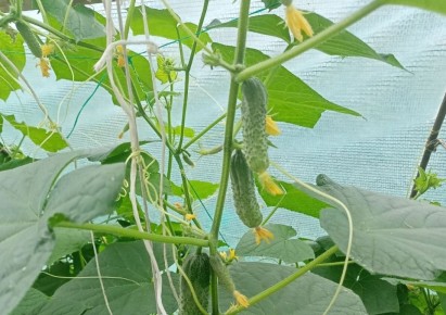 Доступный и эффективный способ борьбы с грибковыми заболеваниями