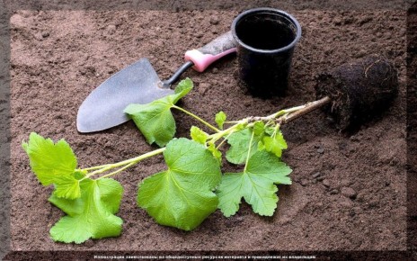 ����� � ����� ��� ����������� ���������: ������� ��������� ������������