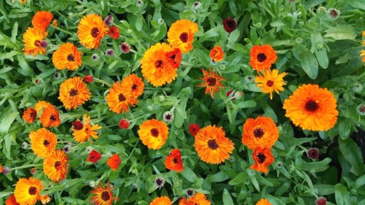 ��� ������� ������ ����������: ��������, ������� ������� ��� ������� �� ��������