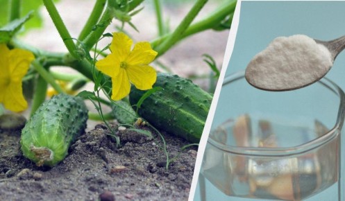 ��� ������� ������ ��������� � ����������: ������� ����������� ��������� � ����