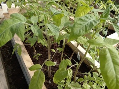 ����������� ������� ������� ������� � �������