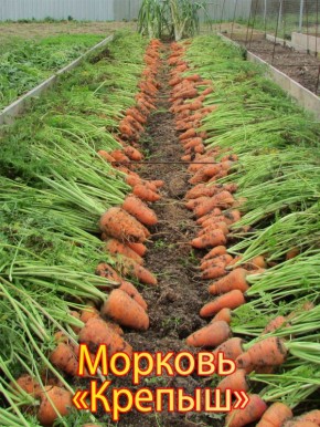 ��������������� ����� ��� ������ ������� � 2026 ����