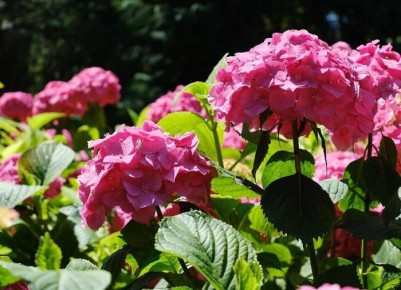 ������ ������� ���������: ������� ��������� ����