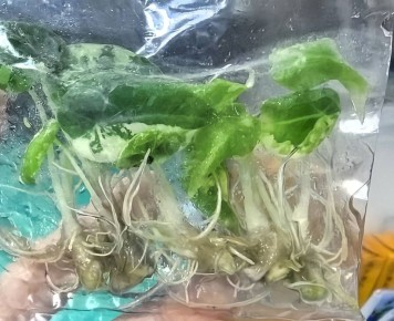 ��������� ������� ����������� ��������� ��������: �� ������������ �� ������������ �����������