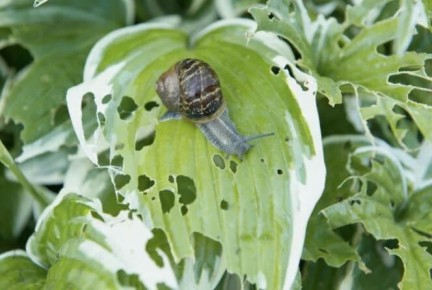 ��� �������� ����� �� ������: ����������� ������ ������ � �����������