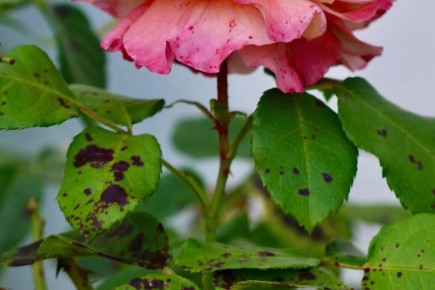 ��� ���� ������ �������� ������ ���� ���� �� ������ �����������