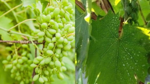 ������ ����������� ��� ���������: ��� �������� ������ � ��������� ������