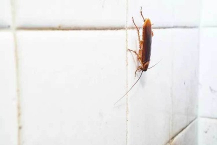 ����������� ������ ����������� ������: ��� ��������� � ����������