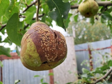 ��� �������� �������� ������� �� �������: �������� ������� � ����������� ����