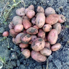 ���-3 ������, ������� ������ ������ ���������: ������ ���������