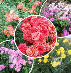 ������� �������� �������� ��������� ���������